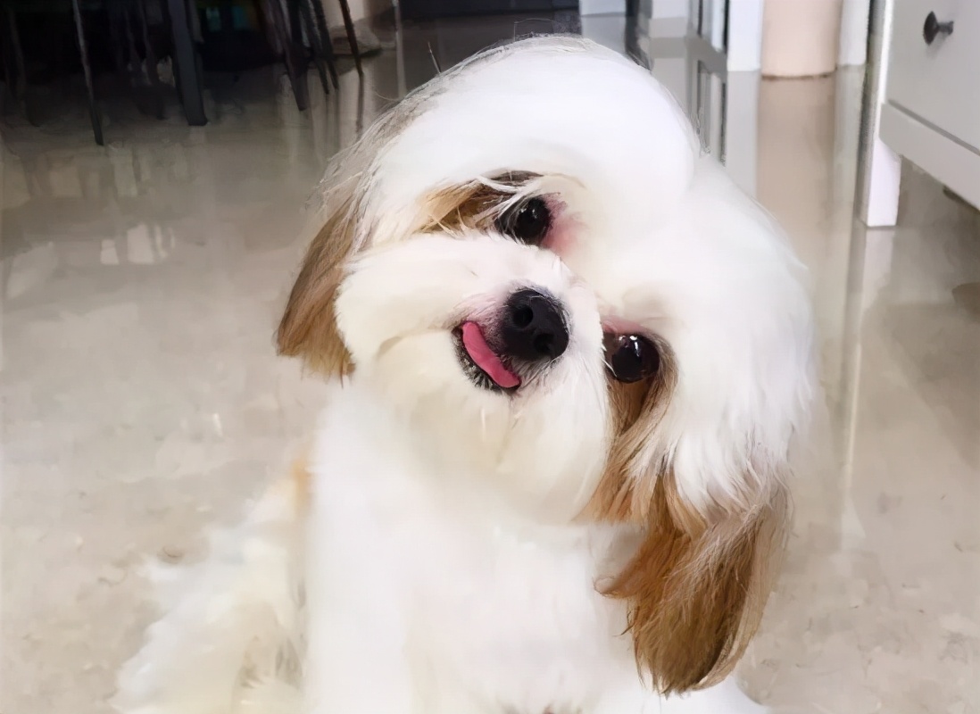 这些“中国造”的优秀犬种，你认识几个？