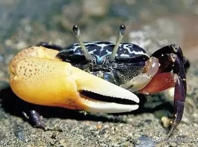 海魚圖片大全,海魚圖片大全及名稱