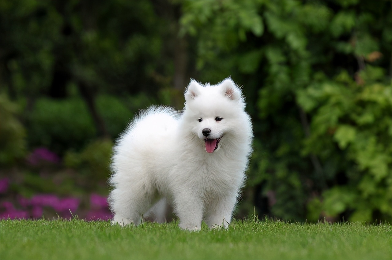 40斤狗粮价格萨摩耶吃什么狗粮比较好