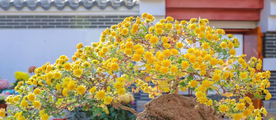 秋末冬初，金色岱岳美如画