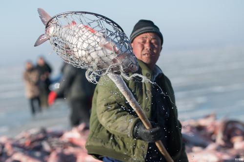 世上最大捕魚(yú)現(xiàn)場(chǎng)：一網(wǎng)可捕24噸要5匹馬收網(wǎng)，一條魚(yú)就買1800