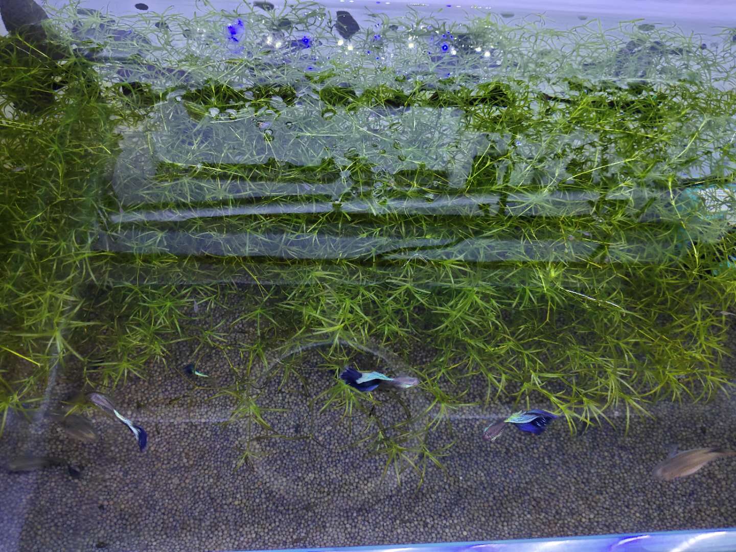 关于小型鱼缸里饲养竹节草,我们需要注意的一些问题