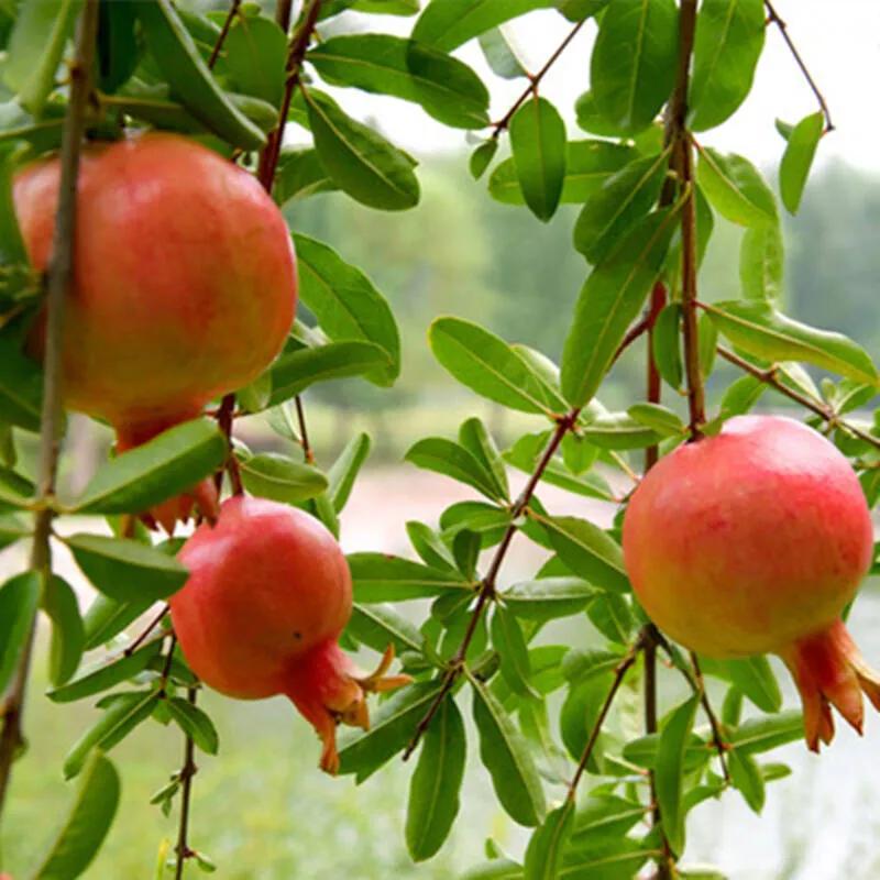 庭院种上这8种果树，鲜果飘香，几代人可实现水果自由