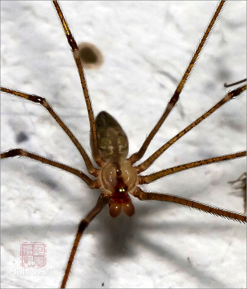 神奇的蜘蛛 天天看點