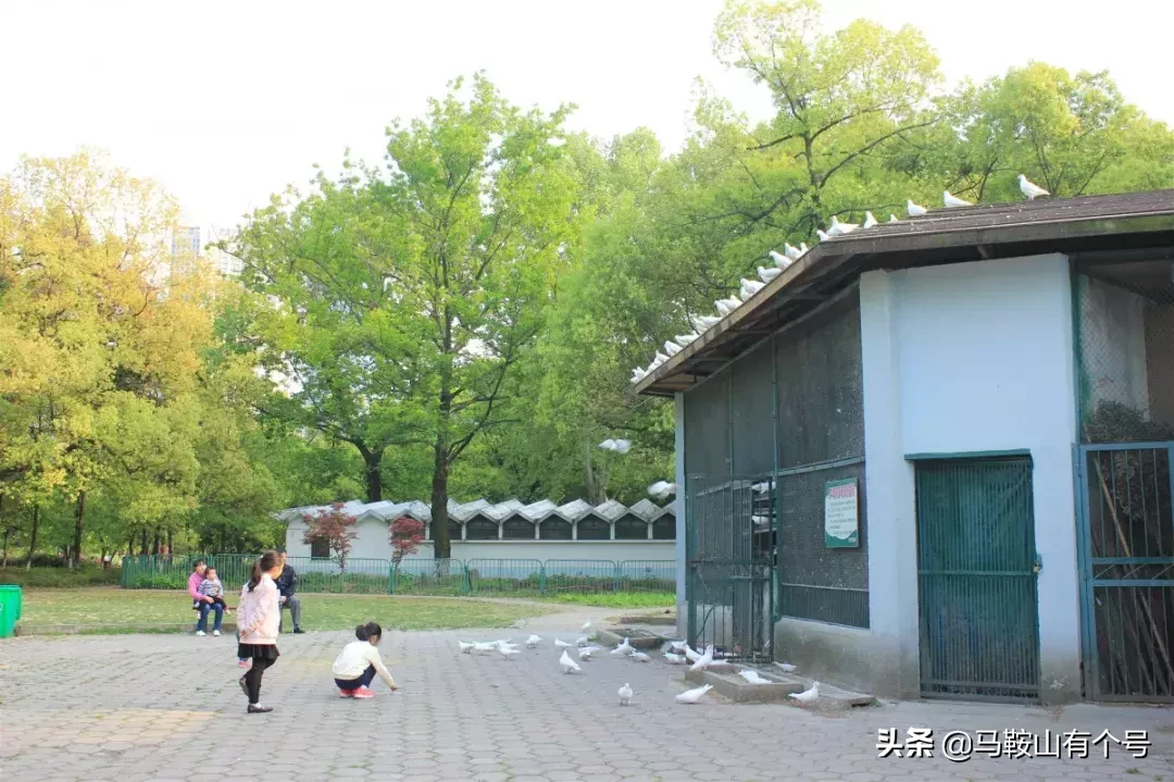 马鞍山人，别忘了动物园！这里曾是我们的全部！