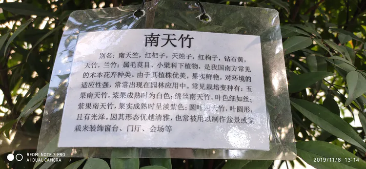 陪你一起看湖北省广水一中①——走进植物王国