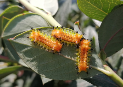 蓝莓里面有籽像虫子（蓝莓刺蛾幼虫及防治）