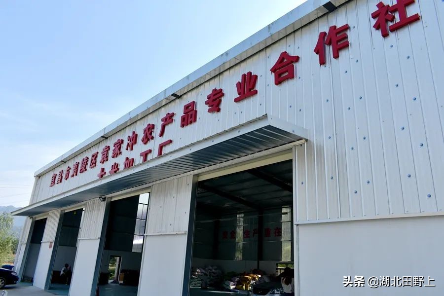 田野上團(tuán)隊(duì)回訪(fǎng)美麗的分鄉(xiāng)鎮(zhèn)插旗村