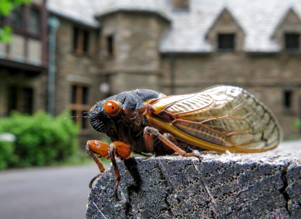 300亿只知了猴在美国泛滥,在中国卖1~2元一只,依旧供不应求