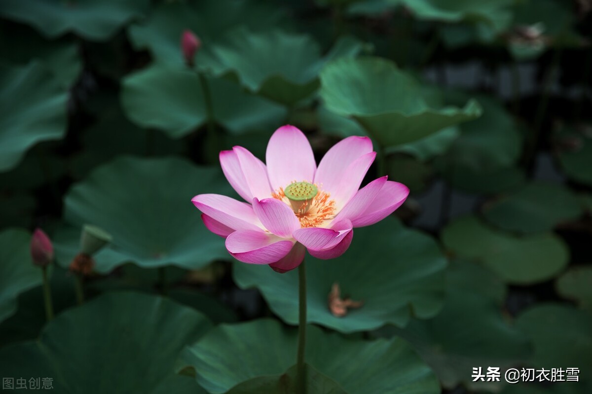 早秋藕花诗词五首，新秋折藕花，秋水藕花明