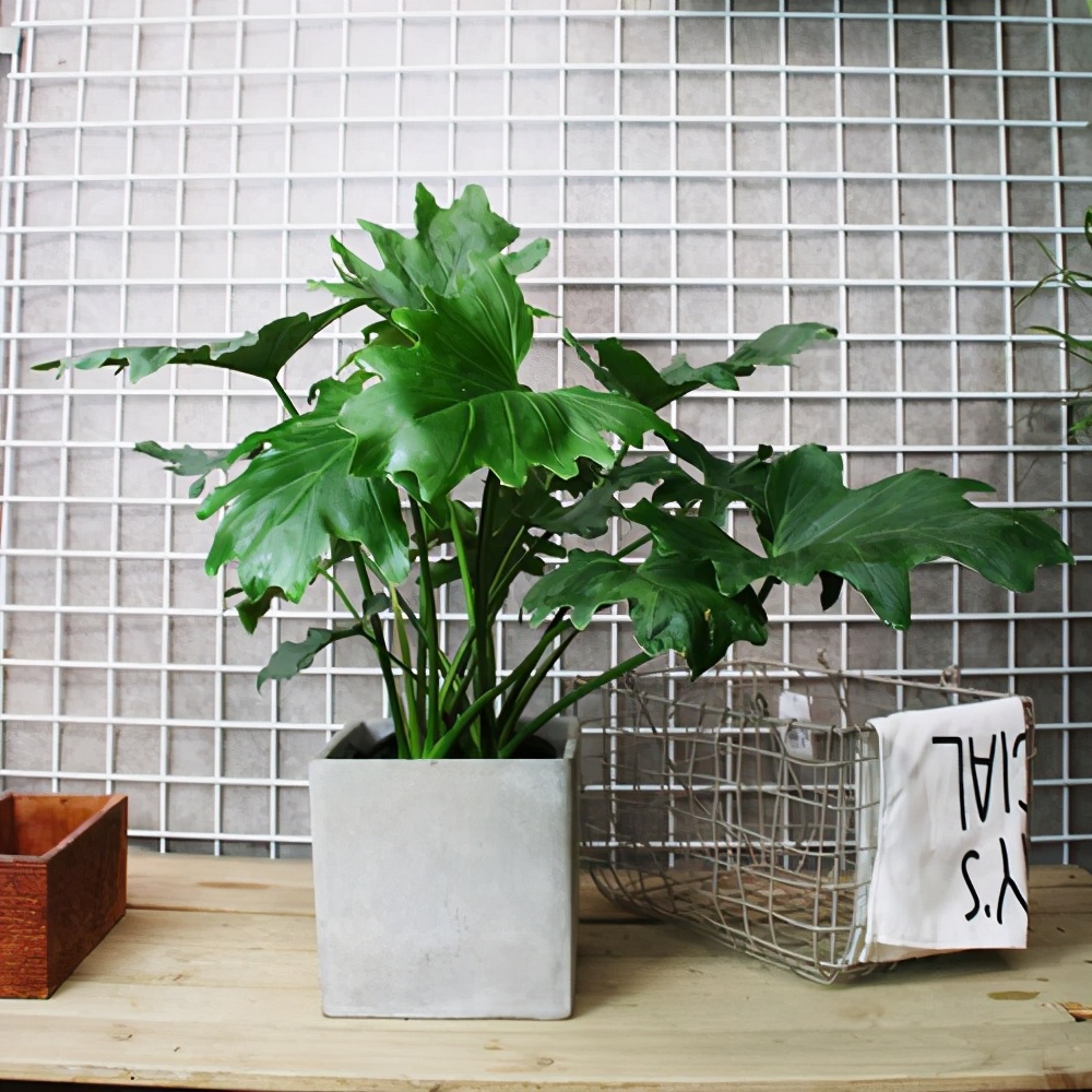 浴室潮气重,也能养这5种花,缓解潮湿感还能吸异味