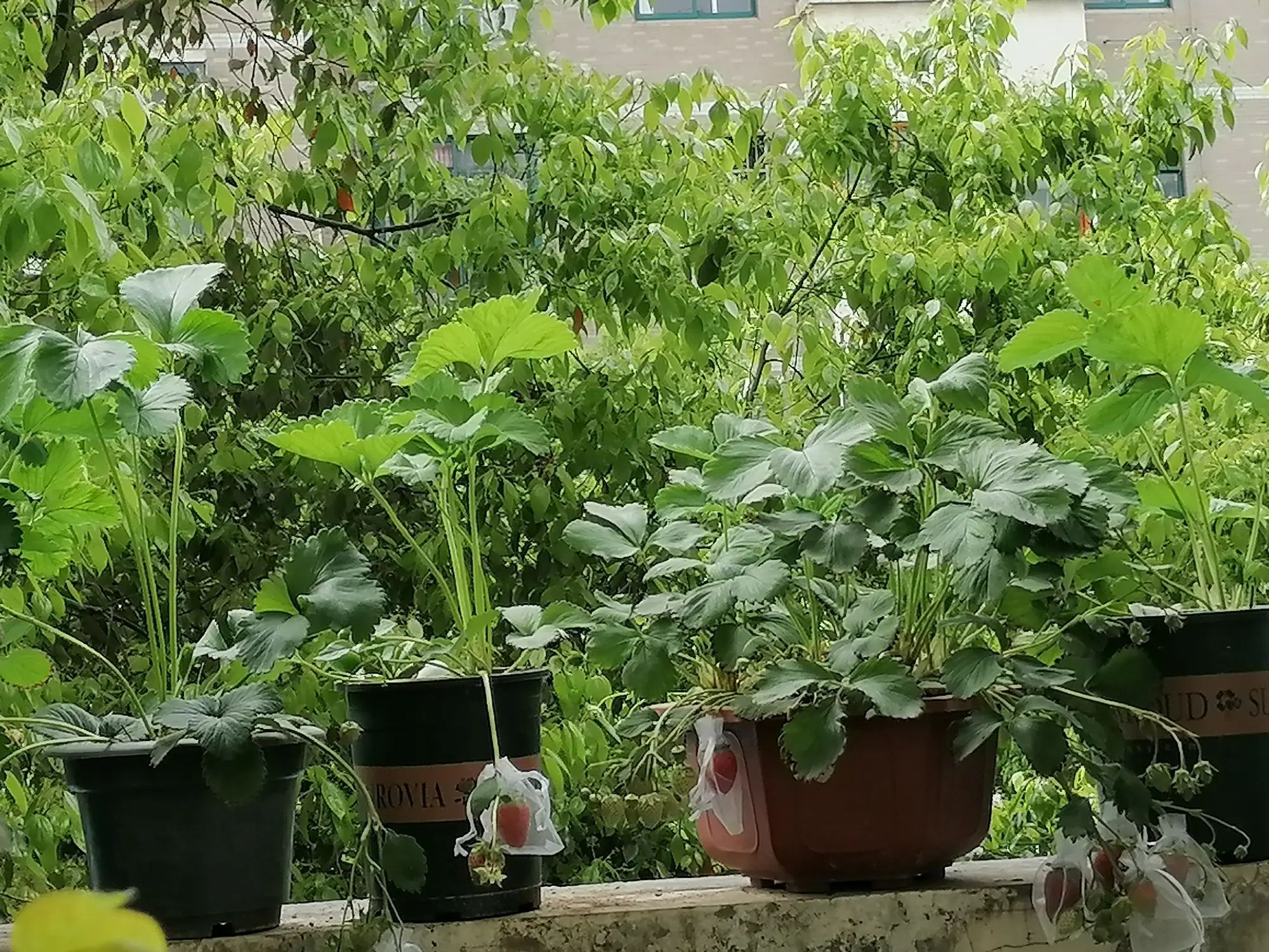 阳台种草莓的方法与技巧（阳台种草莓怎样结果多）