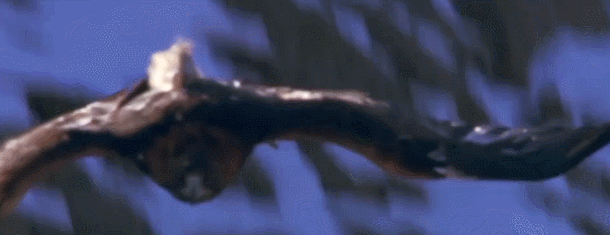 中国境内的“万鹰之王”——金雕，能单杀野狼，叼着山羊飞