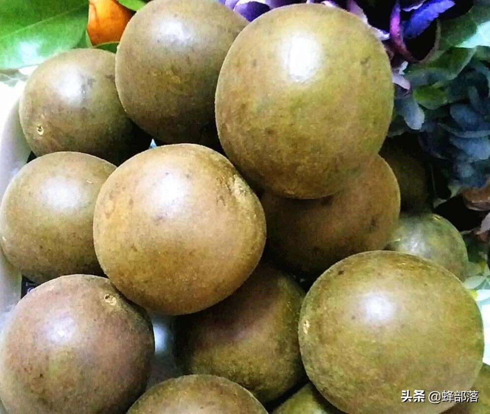 什么藥材好種植,什么藥材好種植又賺錢