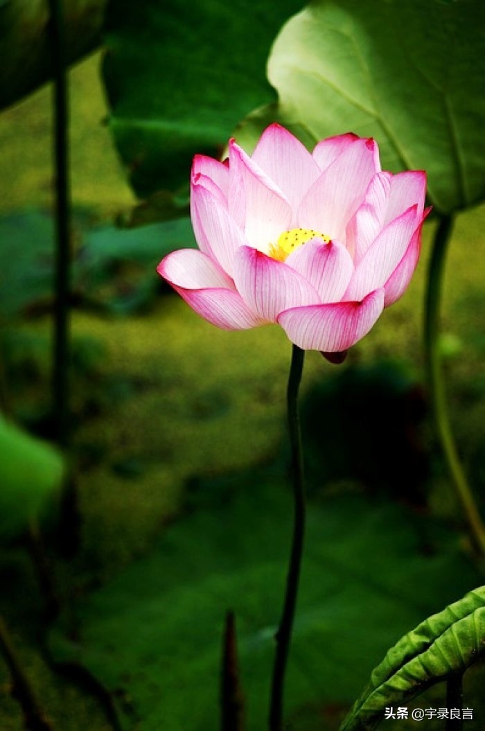 经典人生感悟句子，生年不过百常怀千岁忧；百事从心起一笑解千愁