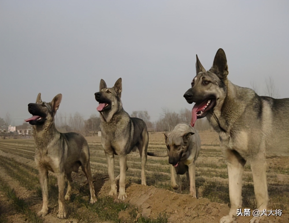 猛犬大對決,國產狼犬三傑,昆明狼青萊州紅犬和德國牧羊犬