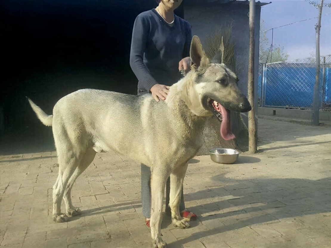 关于"狼青犬"被禁养,你有什么看法?