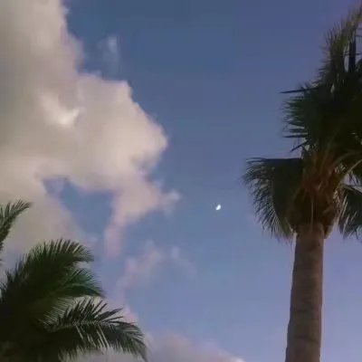 海棠花未眠下一句是什么 生活常识 蓝灵育儿网 手机版 海棠花未眠下一句是什么 生活常识 蓝灵育儿网 手机版