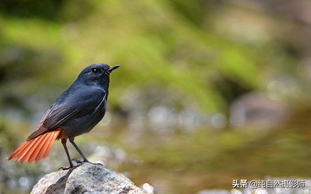 红尾水鸲图片（红尾水鸲属于中国鸲鹟科鸟类）