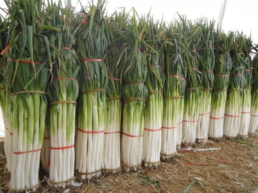 葱是"荤菜",是的,它一大家子都是