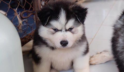 狗界中的贪吃排行,快看看你家狗是否榜上有名