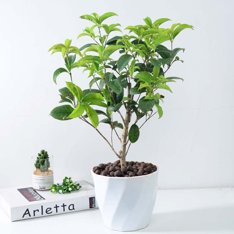 能“养人”的10种花，有的能吸废气、有的可以食用，种了不后悔