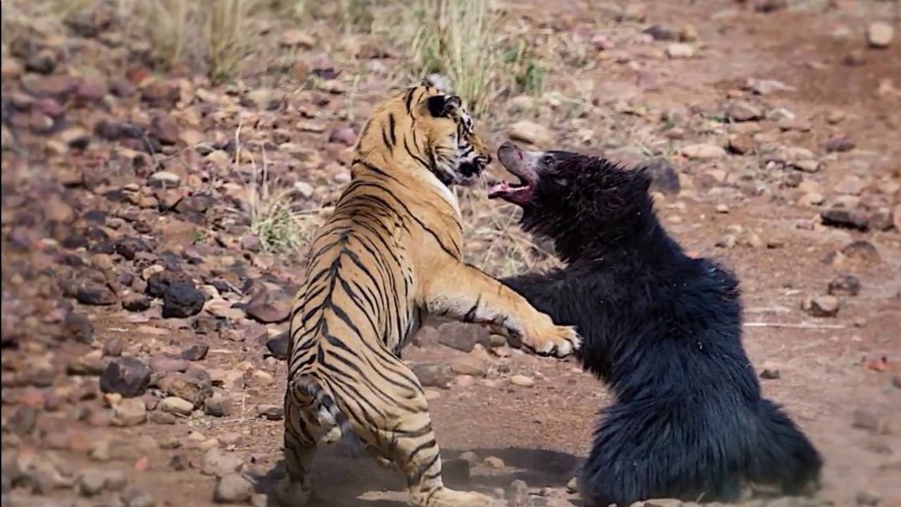 老虎的天敌是什么动物 汽车可以撞死老虎吗 - 时代开运网