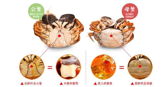 蟹胃 图解图片