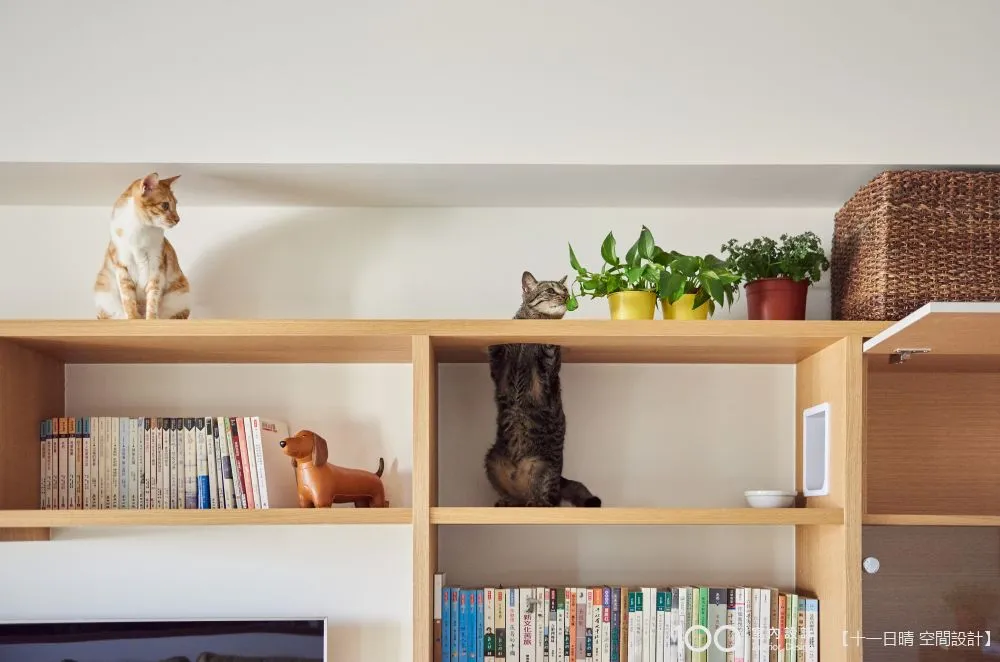 【親子宅設計精選】兩人兩貓，四室改一室！為貓造遊戲牆，這樣的家貓和人都自由舒展