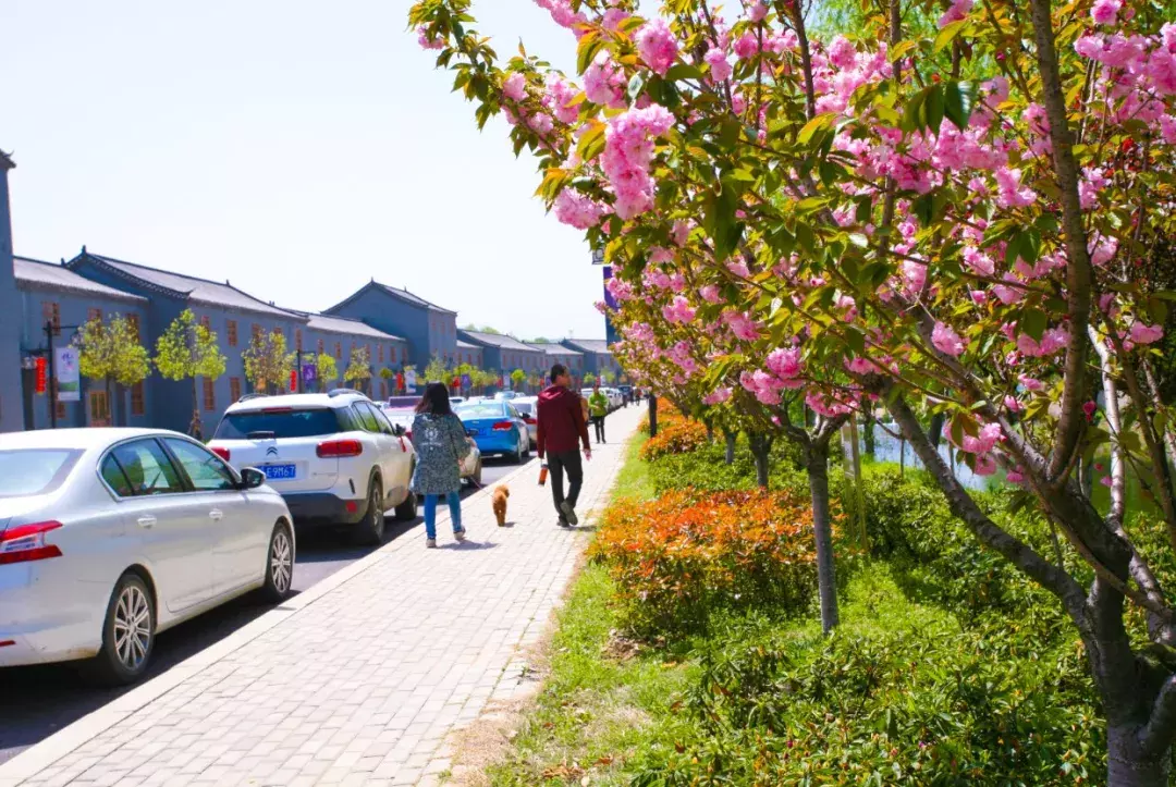 三月踏青最佳赏樱花之地,信阳这个aaaa景区免门票!