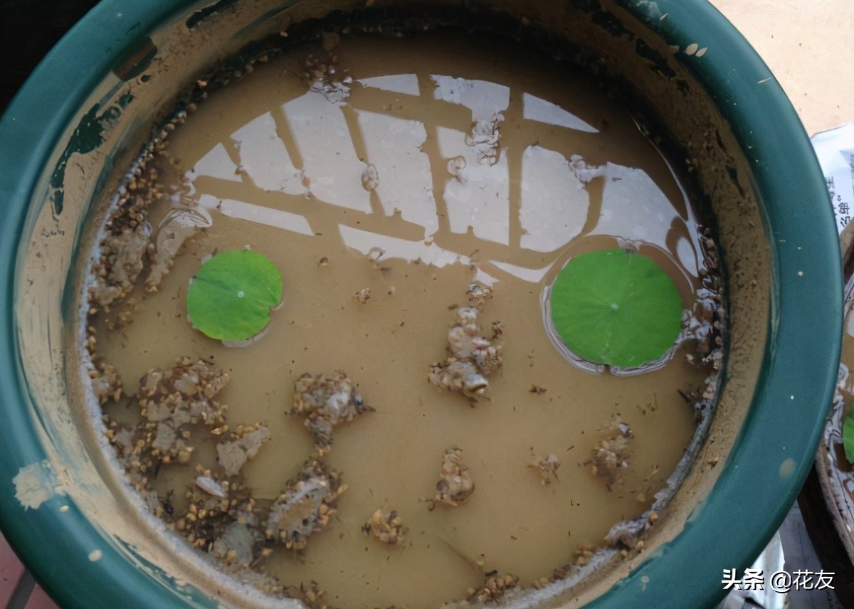 碗莲土培还是水培?半泥半水,花大色艳,清香远溢