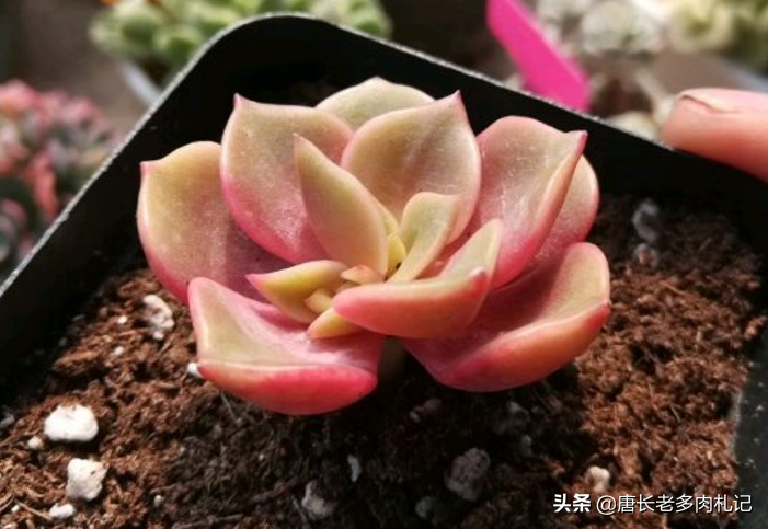 多肉大红袍花怎么养新手必看科普