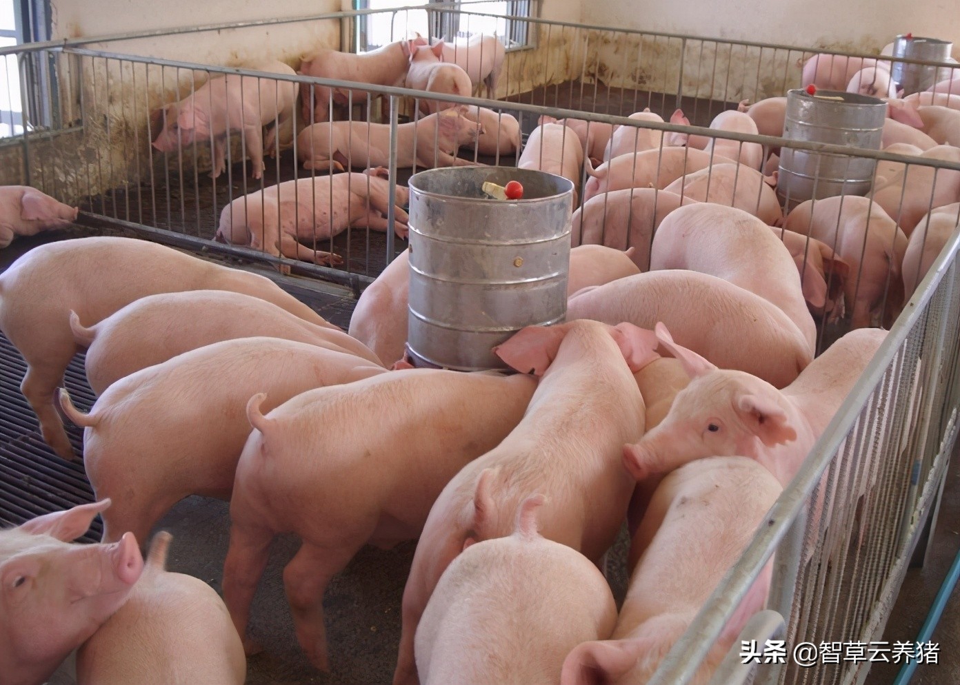 喂养二元母猪有哪些需要注意的问题