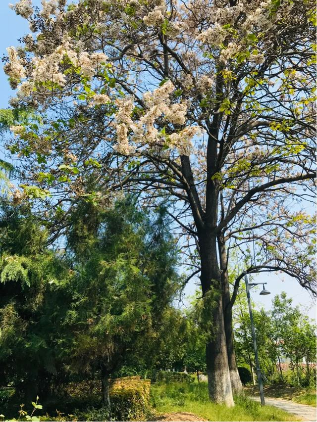 （原创）又见梧桐花