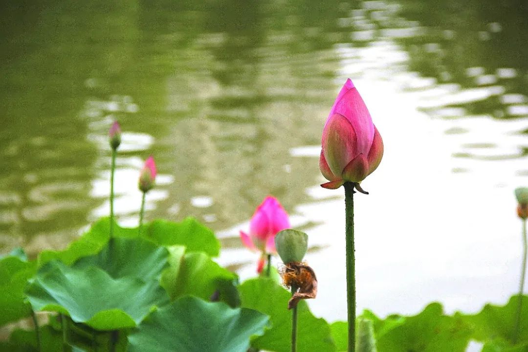 夏天最美的九个瞬间：风，满座凉；莲，入梦香