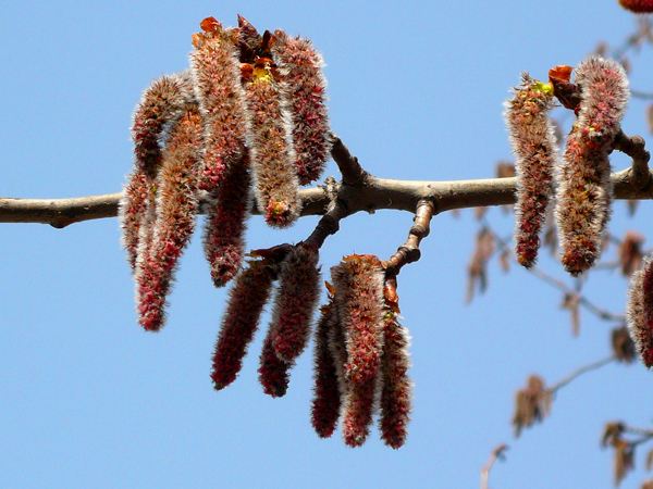 四月天里，嗅一口满地槐花香，仿佛看到童年美好