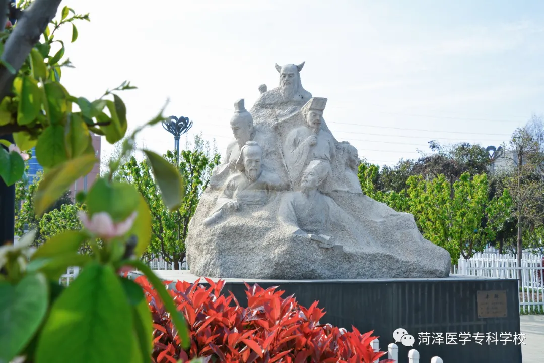 菏泽医学专科学校牡丹，又是姹紫嫣红开遍