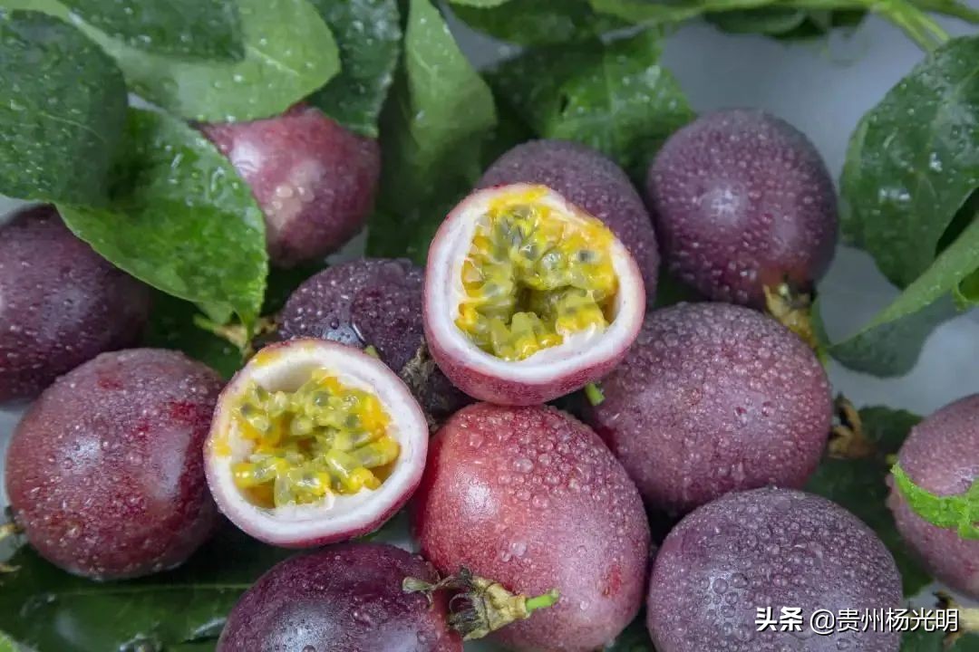 香！香！香！欢迎组团到贵州省黄平旧州采摘“且兰百香果”