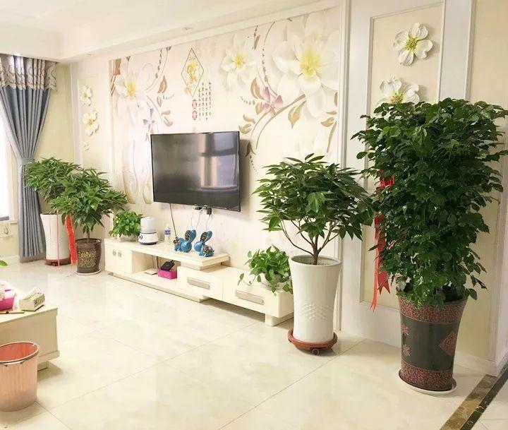 喜事送什么花（送花不送盆什么意思）