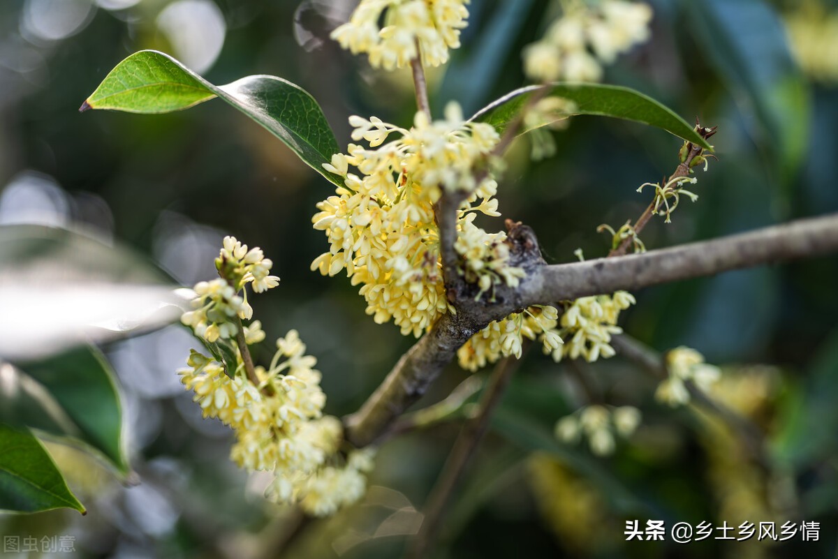 金桂树长什么样子（金桂和银桂的区别叶片形状不同）