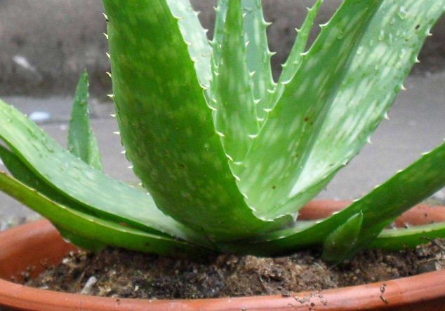 芦荟养殖方法夏季怎么养正确方法专业回答