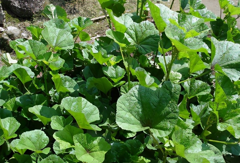 (从上到下依次是葵菜,藿菜,薤菜)"葵菜"是我国的本土菜,被誉为"百菜之