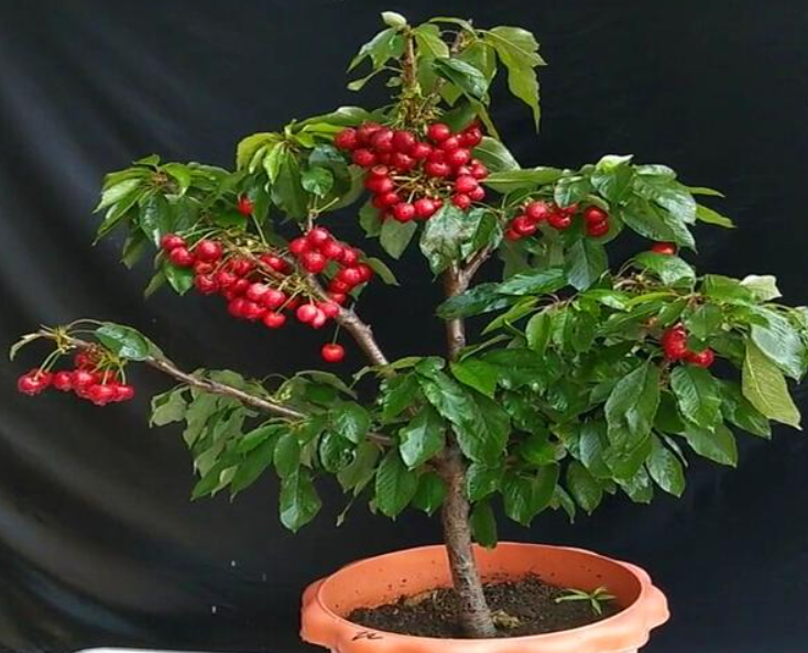 阳台种樱桃只开花不结果?达到这3个"条件",盆栽也能挂满果