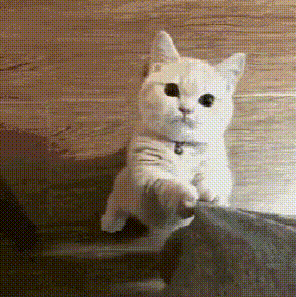 高考语文146分的卷面长啥样？字迹如“印刷体”，有点舍不得扣分