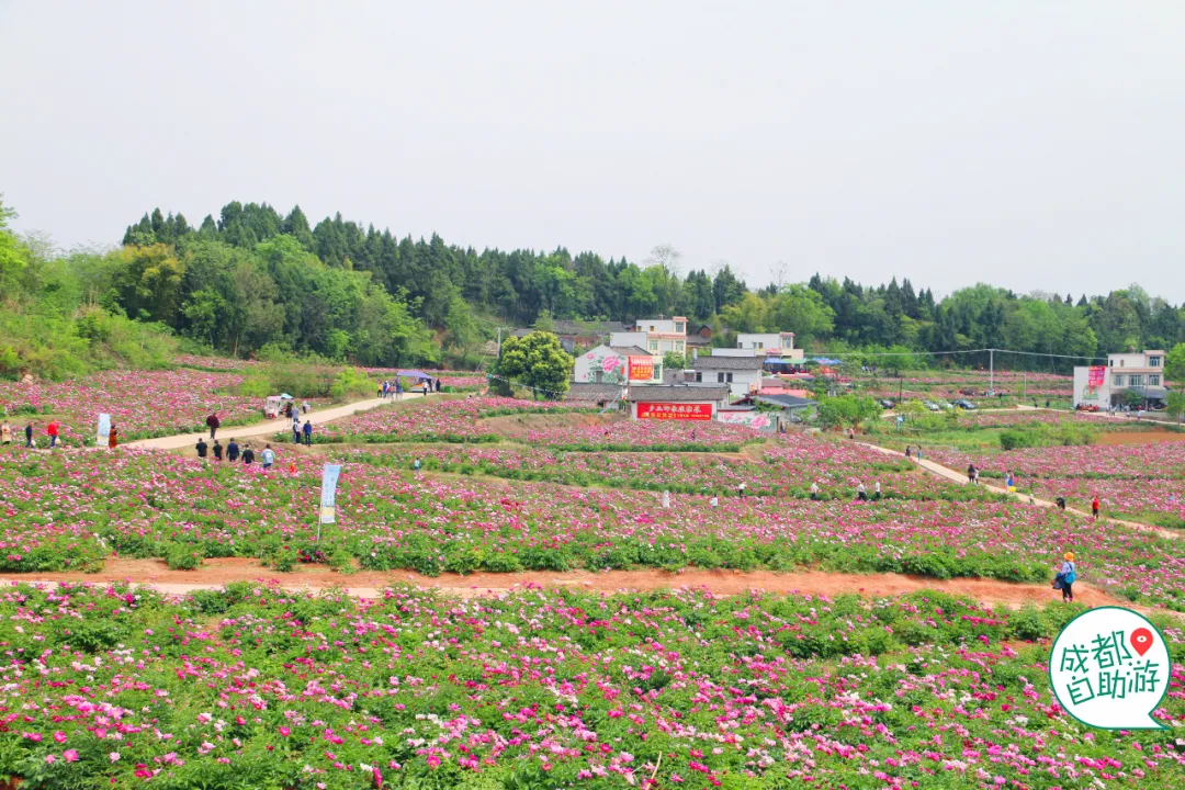 30000亩芍药花开!成都出发1.5h,免费赏花、徒步、游山…绝了