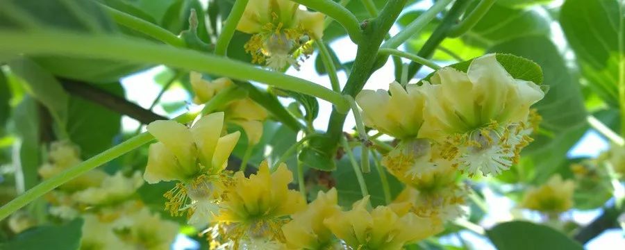 「溯源」徐香猕猴桃为何叫“徐香”？