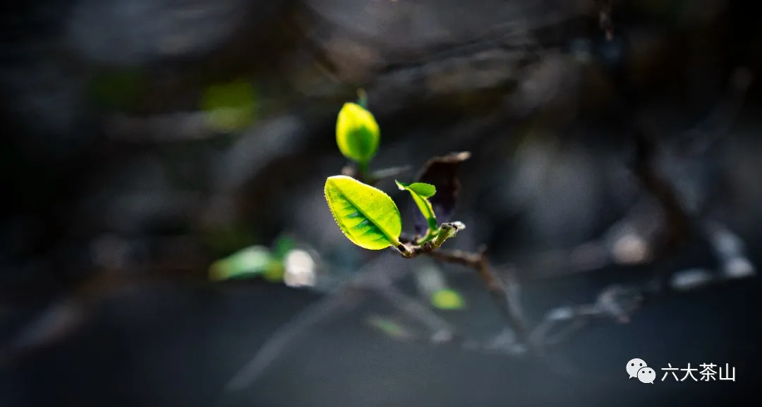 普洱茶的“鲜爽”为何备受茶友们的热烈追捧?