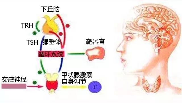 甲减解读：促甲状腺激素偏高的成因和危害