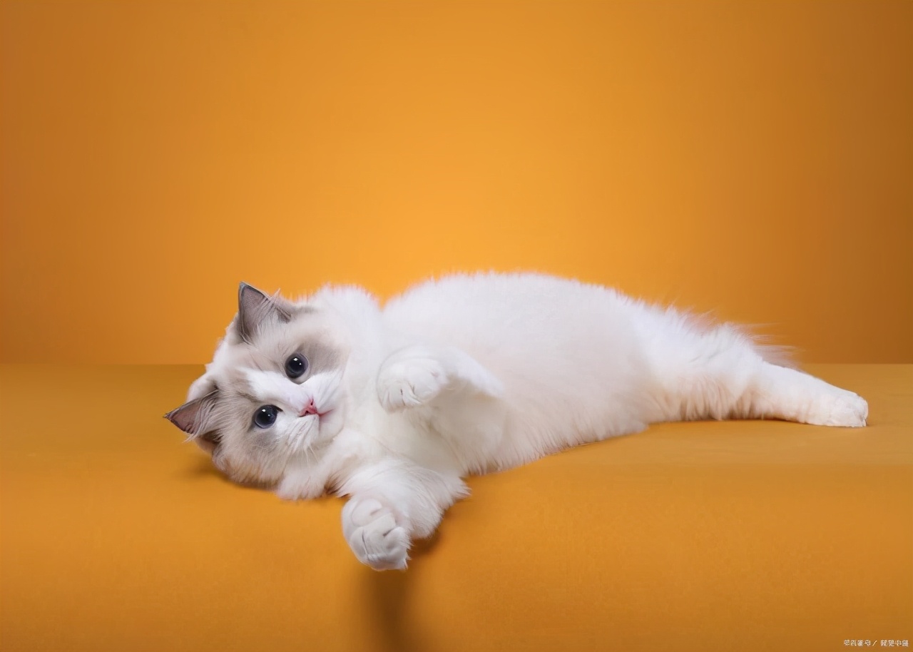 关于猫的诗句有哪些古代形容猫的诗词