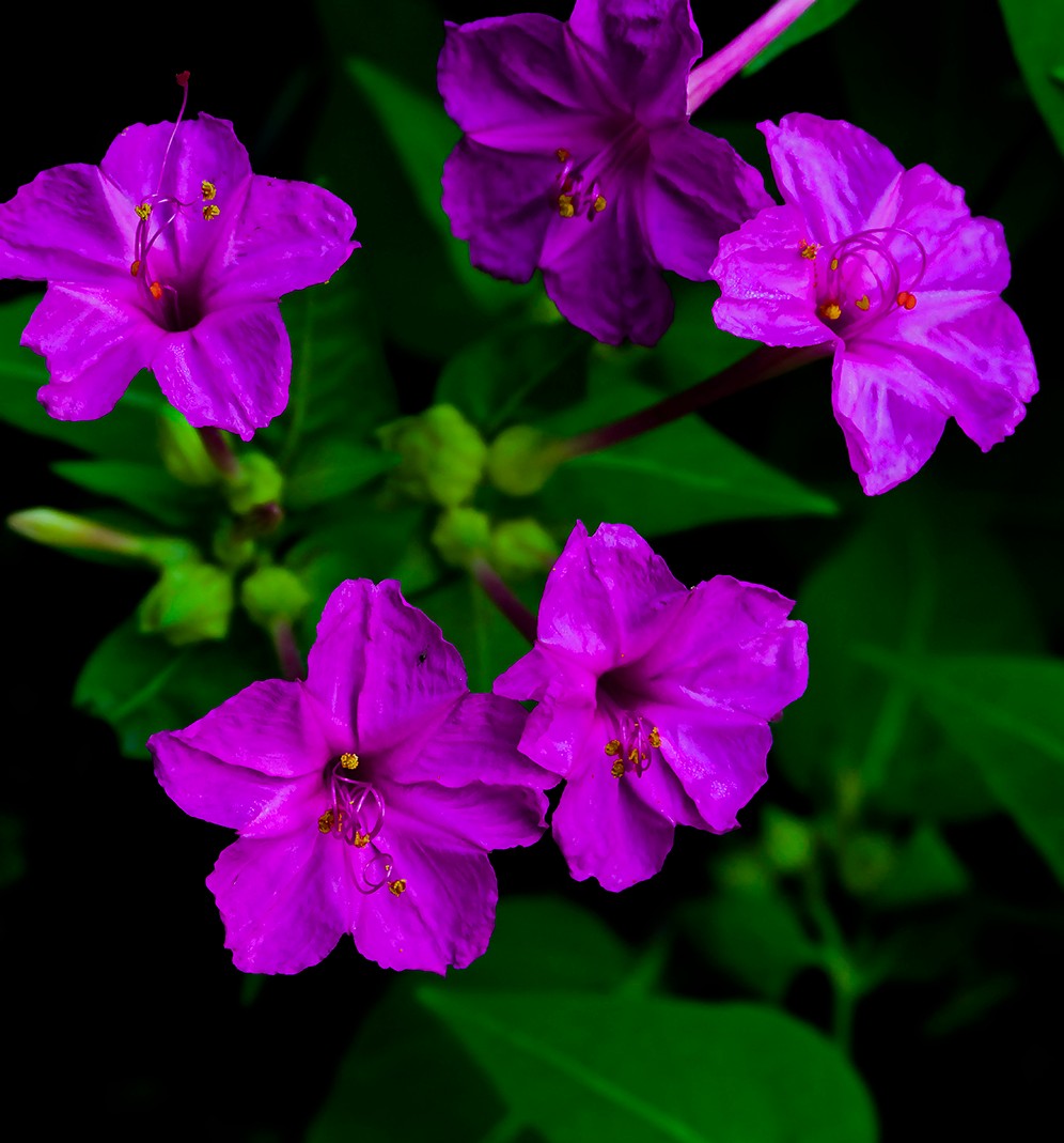 一朵紫茉莉图片图片